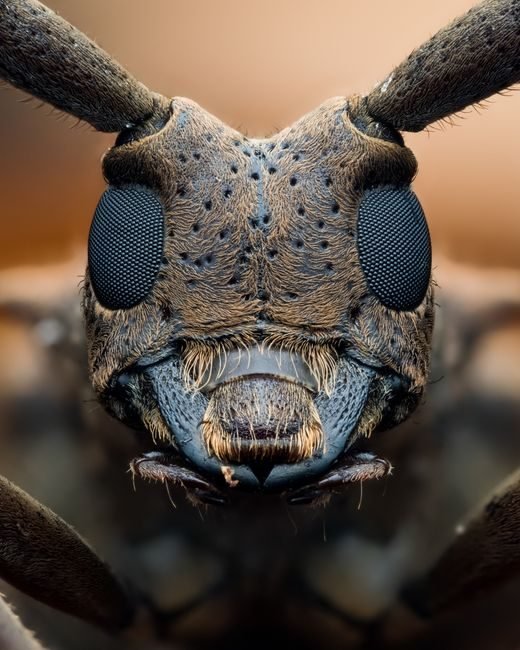 GPT-5.5 Bio Bug Bounty