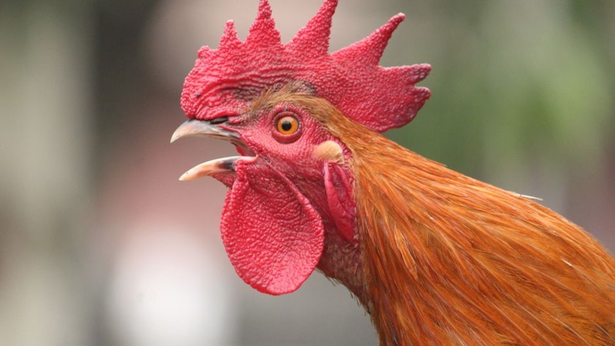 Clucky’s new alarm app wakes you up with a crowing rooster