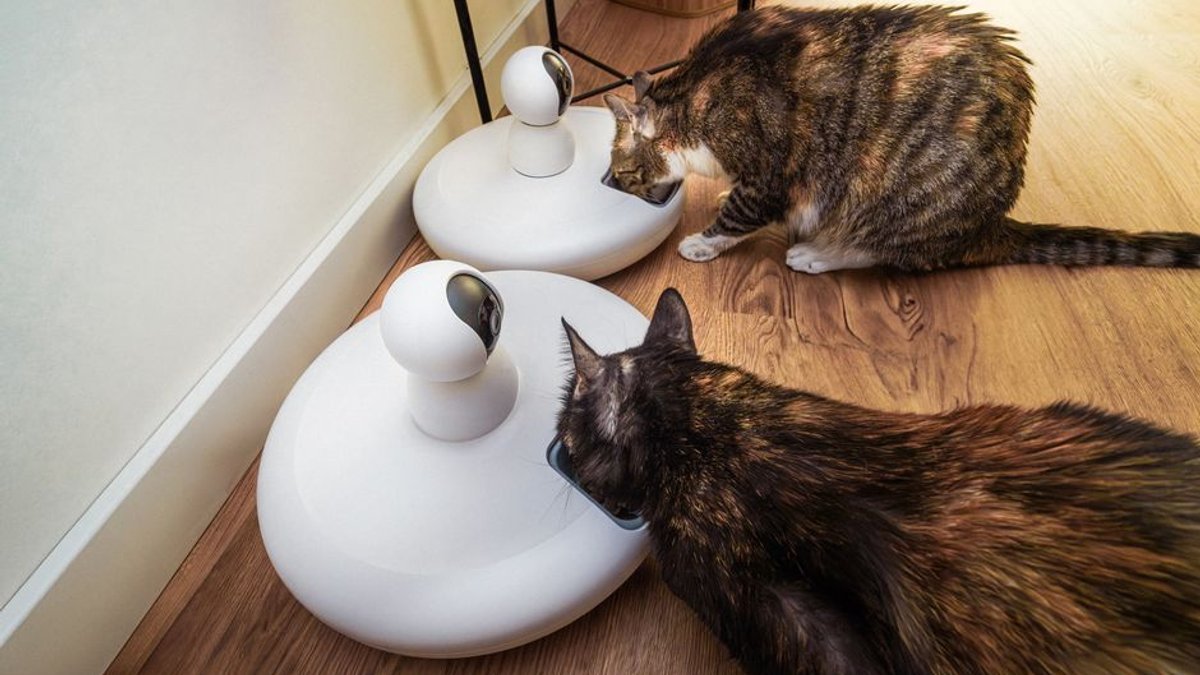 Petlibro’s new AI-powered feeder is a game changer for multi-cat homes